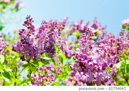 Lilac against a blue clear sky 81754041