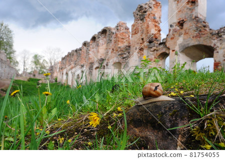 Castle Dobele, Livonian Order medieval castle ruins of Zemgale, in Latvia. Castle Dobele, Livonian Order medieval castle ruins of Zemgale, in Latvia. 81754055