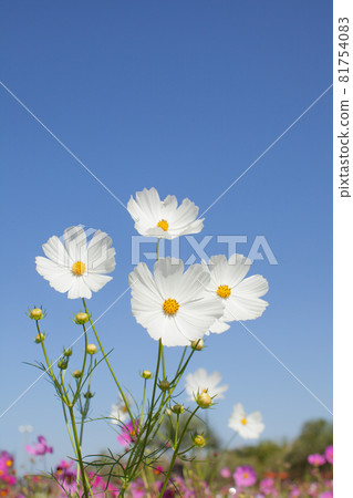 白波斯菊花海和藍藍的天空 81754083