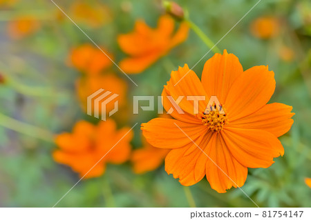  黃波斯菊 81754147