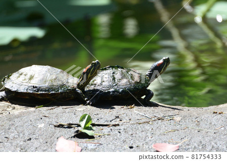 Two turtles are sunbathing next to each other on the edge of a pond. Nice weather. Two turtles are sunbathing next to each other on the edge of a pond. Nice weather. 81754333