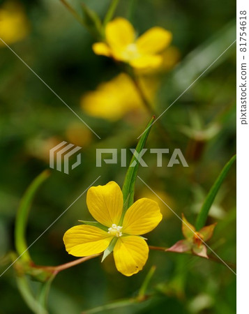 牛蒡黃色的花 牛蒡黃色的花 81754618