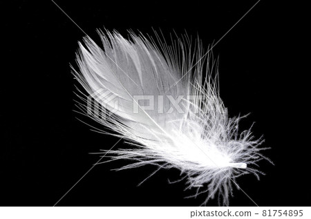 鳥的羽毛 81754895