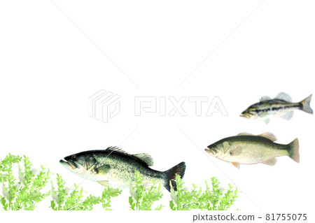 3種不同保護色的貝司 81755075