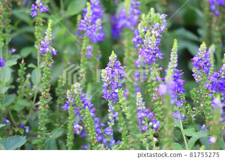 Purple Veronica (Veronica purpurea) flowers Purple Veronica (Veronica purpurea) flowers 81755275