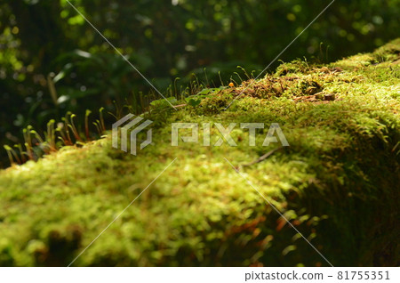 倒下的樹上的苔蘚和橡子閃閃發光 倒下的樹上的苔蘚和橡子閃閃發光 81755351
