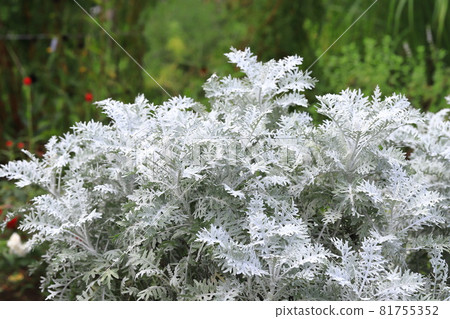 White leaf chrysanthemum (Silver ragwort) White leaf chrysanthemum (Silver ragwort) 81755352
