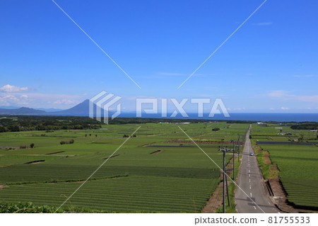 A road in the tea fields A road in the tea fields 81755533