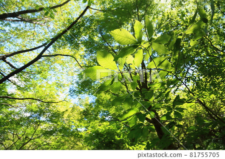 Aesculus turbinata leaf 81755705