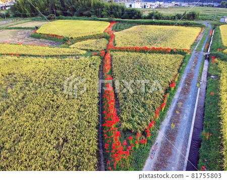 [Drone aerial photography, Kyoto Prefecture, Kameoka in autumn, rural scenery] Kameoka City, Kyoto Prefecture, colorful rice ears, autumn image 81755803