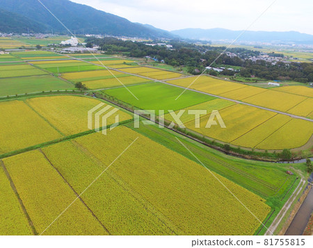 [Drone aerial photography, Kyoto Prefecture, Kameoka in autumn, rural scenery] Kameoka City, Kyoto Prefecture, colorful rice ears, autumn image 81755815