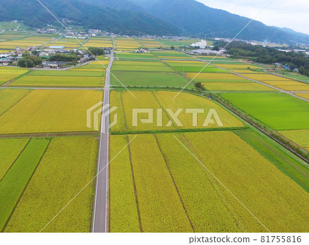 [Drone aerial photography, Kyoto Prefecture, Kameoka in autumn, rural scenery] Kameoka City, Kyoto Prefecture, colorful rice ears, autumn image 81755816