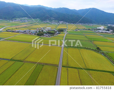 [Drone aerial photography, Kyoto Prefecture, Kameoka in autumn, rural scenery] Kameoka City, Kyoto Prefecture, colorful rice ears, autumn image 81755818