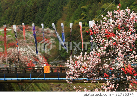 田園裡花桃鯉魚旗綻放 81756374