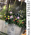 Flower  81756387