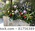 Flowers 81756389