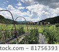Field 81756393
