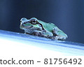 A frog 81756492