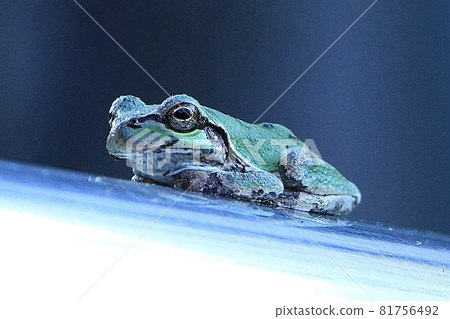 A frog 81756492