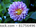 Flowers 81756496