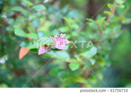 Akabanatokiwamansaku flower 81756710