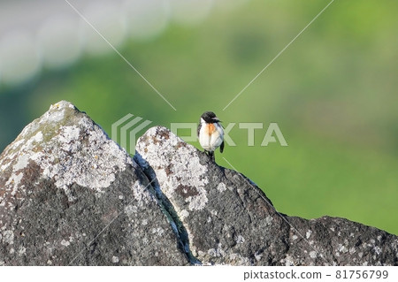 雄性鶲在岩石上休息，同時撫養幼崽@Tateshina，長野 81756799