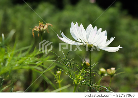 cosmos cosmos flower field beautiful green pretty blue sky white grass 81757066