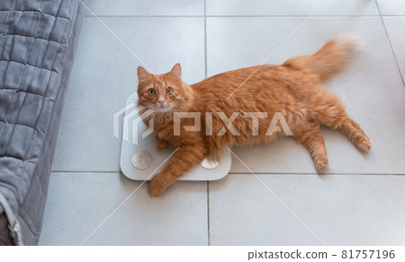 Ginger fat cat on scales on floor background. Weight control concept. Copy space. Part cat on scales and another part on floor. Pet lives in the flat 81757196