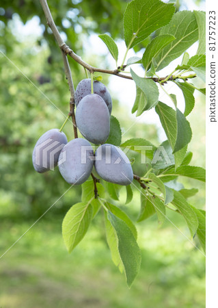 prune prune 81757223