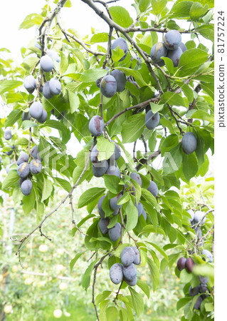 prune prune 81757224