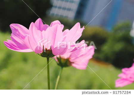 秋天的櫻花宇宙生動的花瓣明亮美麗的綠色美麗的藍天粉紅色建築城市 81757284