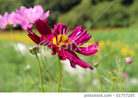 秋天的櫻花波斯菊生動的花瓣簇美麗的綠色美麗的酒紅色 81757285