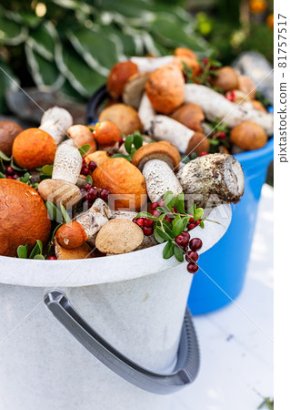 Vertical shot orange cap boletus mushrooms and lingonberry in buckets. Collecting wild mushrooms and berries in the forest. Autumn season of edible forest mushrooms and berries. Close-up Vertical shot orange cap boletus mushrooms and lingonberry in buckets. Collecting wild mushrooms and berries in the forest. Autumn season of edible forest mushrooms and berries. Close-up 81757517