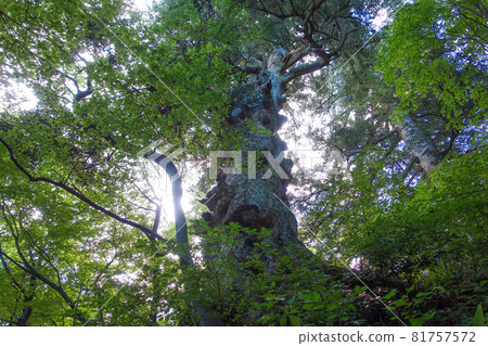The giant fir tree at Matsugatake Shrine, Mt. Gongen, Fukui Prefecture The giant fir tree at Matsugatake Shrine, Mt. Gongen, Fukui Prefecture 81757572