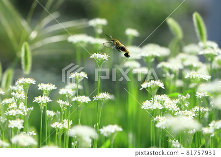 Garlic flowers and hawk moth Garlic flowers and hawk moth 81757931