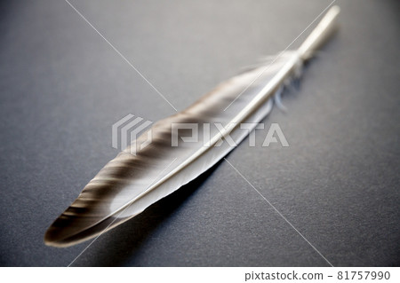 Feather on gray background Feather on gray background 81757990