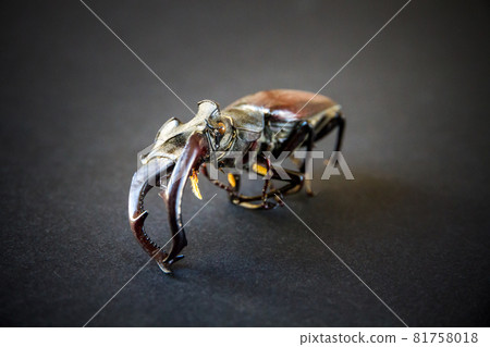 European stag beetle on black background European stag beetle on black background 81758018