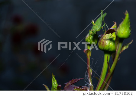 Migratory locust insect on green rosebuds. 81758162