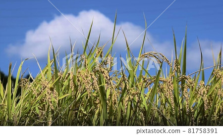 Rice field with blue sky and drooping rice Rice field with blue sky and drooping rice 81758391