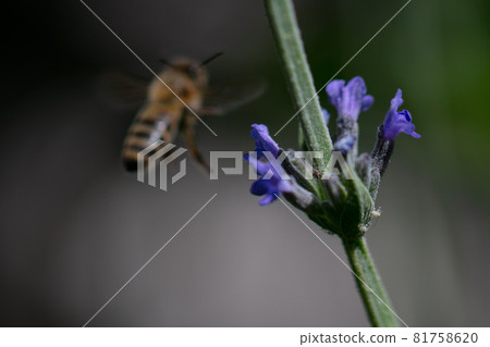 Bees collecting nectar in a green field Bees collecting nectar in a green field 81758620