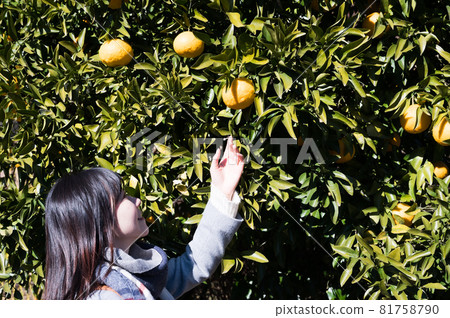 A woman trying to pick fruit from a tree 81758790