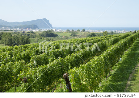 Zweigeltrebe 81759184