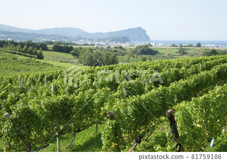 Zweigeltrebe 81759186