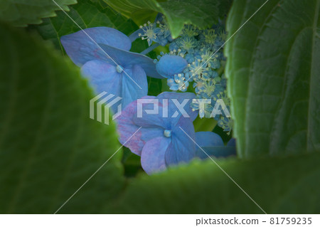 繡球 81759235