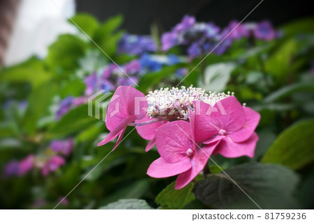 繡球 繡球 81759236