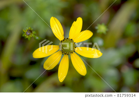 黃色花花束 81759314