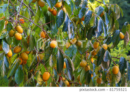Autumn: Abundantly ripe persimmons 81759321
