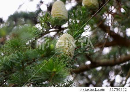 Big baby cedar pine cone 81759322