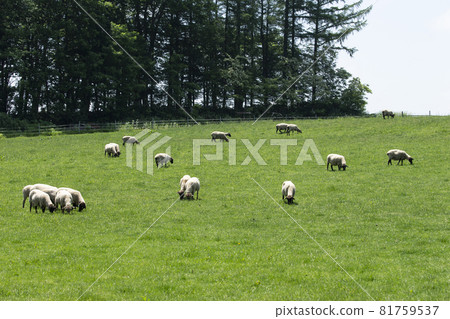A sheep A sheep 81759537