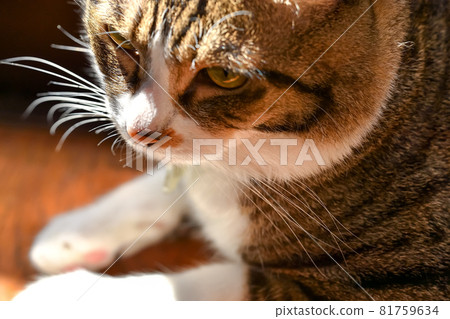 Cat's beard 81759634